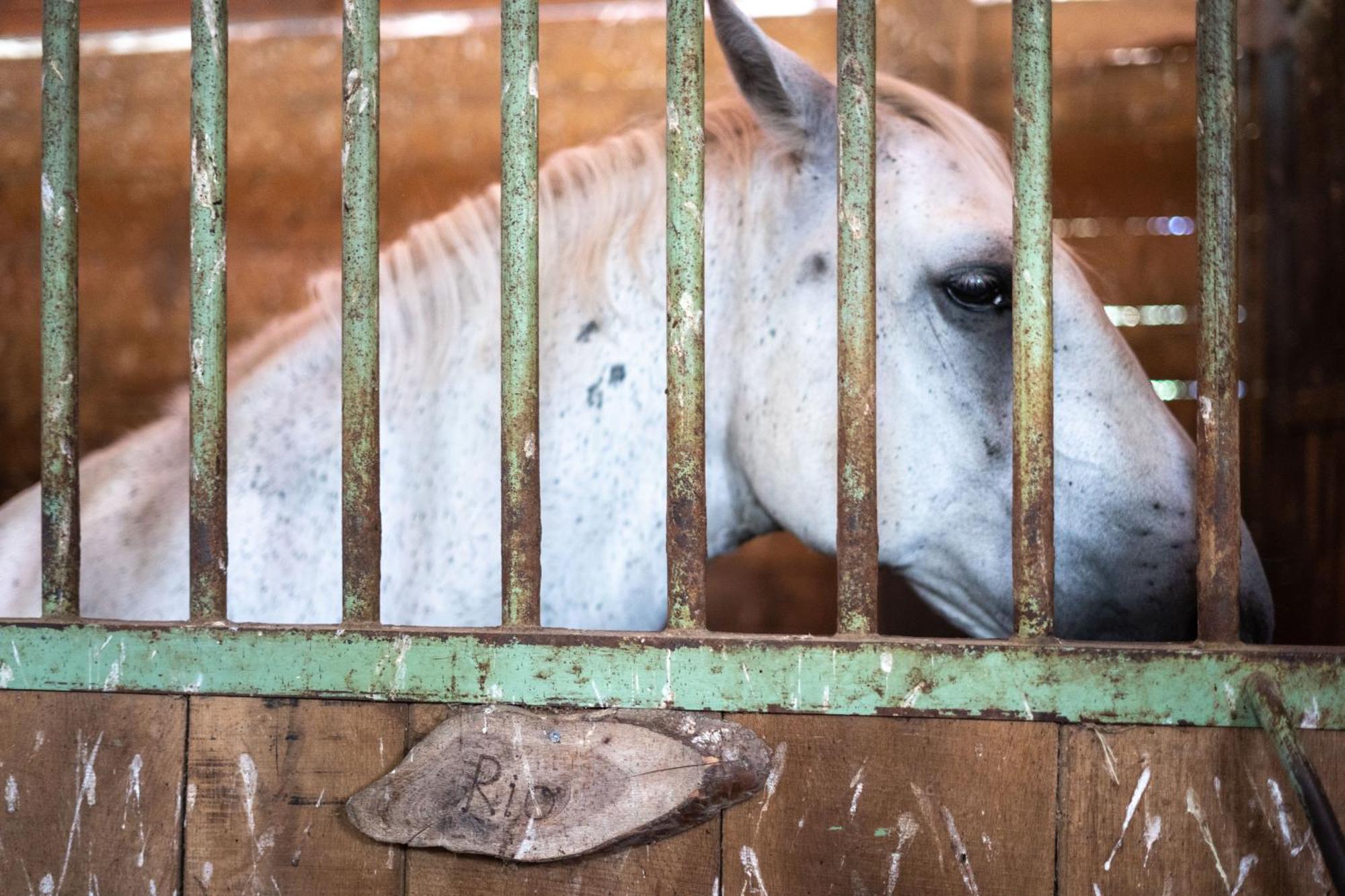 Horse Farm Holiday Pr' Kolenc Zgornje Gorje Exterior foto