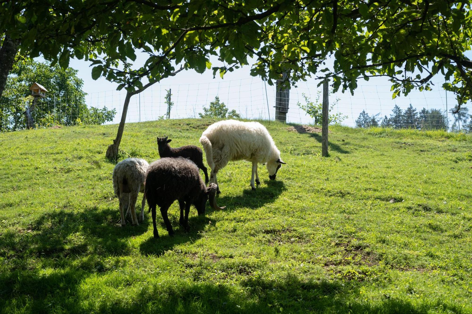 Horse Farm Holiday Pr' Kolenc Zgornje Gorje Exterior foto